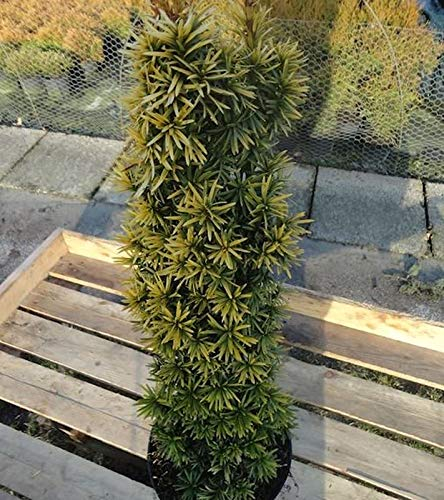 Gelbe Säulen Eibe Standishii 40-50cm - Taxus baccata - lebende Gartenpflanze aus den Baumschulen