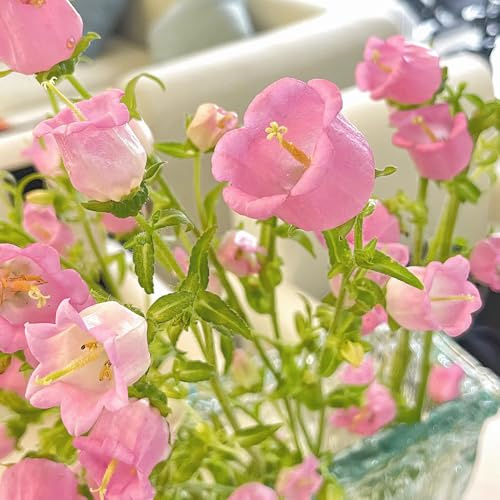 semi di campanula - resistenti, giardino biologici, balcone 650pcs