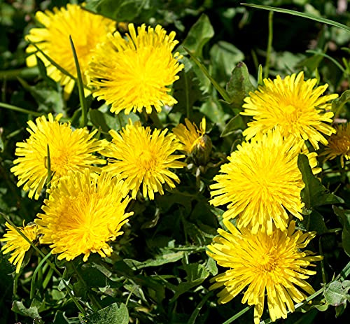 Gewöhnlicher Löwenzahn - Taraxacum officinale - Dandelion - 4000 Samen