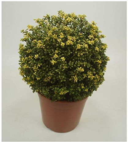 Stauden Gänge 3 x Ilex crenata 'Convexa' Kugel Löffel Ilex winterhart | Immergrüner Buchsbaum-Ersatz für Sonne bis Schatten, mehrjährig, schnittverträglich, C3 Topf