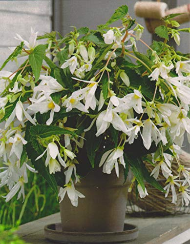 Bauernbegonie Begonia Bertini Santa Barbara Knollenbegonien Blumenzwiebeln Neu (3 Zwiebeln)