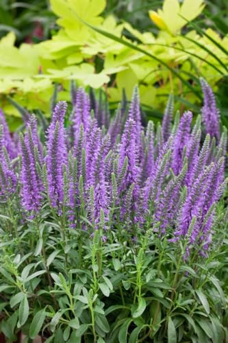 Veronica spicata 'Nana Blauteppich' 9x9 cm Topf – Winterhart, Mehrjährig, Pflegeleicht – Ehrenpreis – Bodendecker für Beet & Steingarten