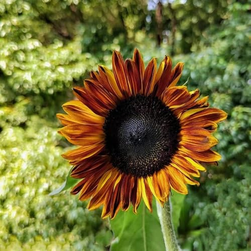 sonnenblumen garten blumenwiese bonsai winterharte stauden sommerblumen kräutergarten pflanzensamen wiesenblumen 200samen