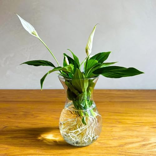 Plantas en Agua - Lírio de la Paz | Hidroponia | Culivo Hidropónico | Estación de propagación de Plantas
