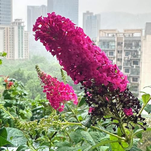 semi di buddleja, varietà antiche interno rampicanti giardino balcone decorazioni giardino per esterni tappezzanti rialzata 250pcs