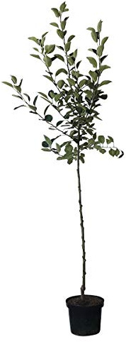 Rote Goldparmäne historische Apfelsorte robuster Herbstapfel Halbstamm 150-170 cm 10 Liter Topf M7