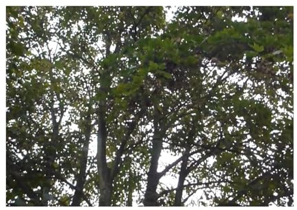Stk - 30x Ahorn Pseudoplatanus-Bergahorn Garten Baum Pflanzen - Samen U2 - Seeds & Plants Shop by Ipsa