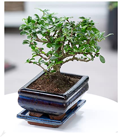BALDUR Garten Bonsai Carmona Fukientee mit Schale, 1 Pflanze, Zimmer Bonsai Zimmerpflanze, Grünpflanze, mehrjährig - frostfrei halten, Bonsai Carmona microphylla