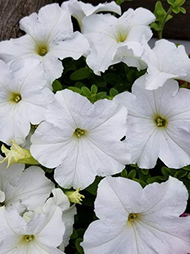 100 Petunia Nana Compacta Snowball Snow Ball White Seeds - 100 Seeds