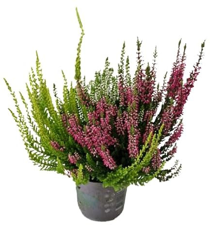 Brezo Arbusto Exterior - Mix de Colores - Planta Ornamental Natural