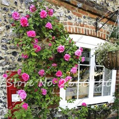 GRAINES Fleur de rosier pour un beau jardin grimpant paquet de 100 graines