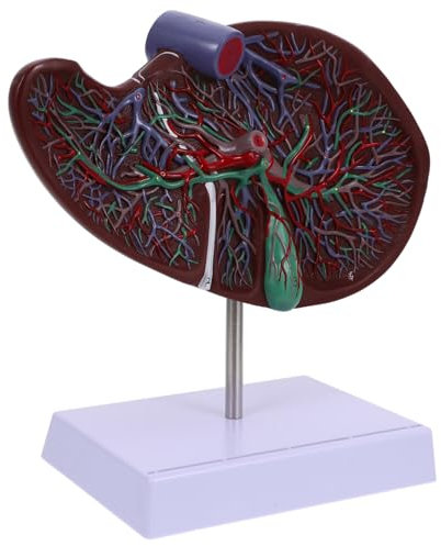 Gatuida Realistisches Menschliches Lebermodell Mit Sockel Plastisches Anatomisches Display Für Medizinische Ausbildung Schulungszwecke Klinik Und Universität Lehrmodell