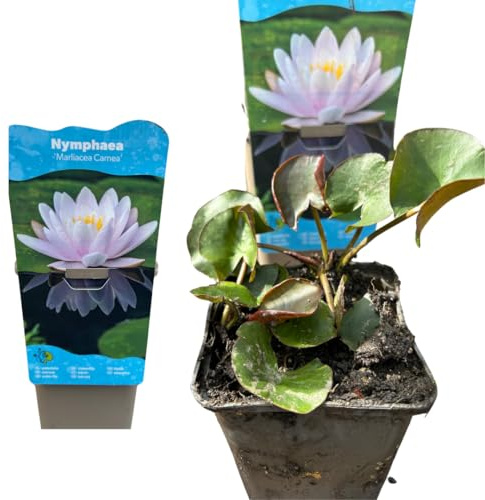 IFLO® Seerosen Rosa winterhart Nymphaea Wasserpflanzen für Gartenteich & Miniteich kräftige Teichpflanzen für Kübel Terrassenteich & Fass