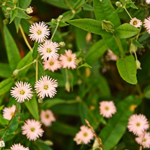 semillas de pamplina - Decoraciones jardín exteriores invernadero 100pcs