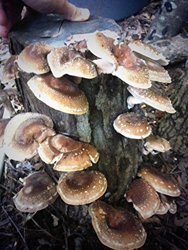 Shiitake Mushroom Fatboy Log 25 Enjoy Edible Amazing Mushrooms Grow Your Own