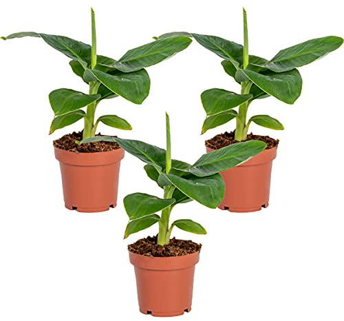Bloomique - Lot de 3 - Musa Dwarf Cavendish - Bananier nain - Plantes d’intérieur - Dépolluantes - Sans danger pour les animaux - 20-30 cm de haut - Pot 12 cm
