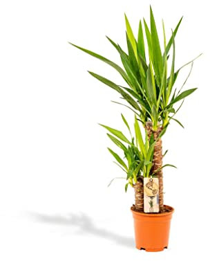 Yucca - h90cm, Ø17cm - grande plante d'intérieur