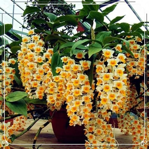 Orquídea Cymbidium, planta Cymbidium real, plantas herbáceas perennes, paisajismo, decoración de jardín (sin flores artificiales ni semillas)-5pezzo-M