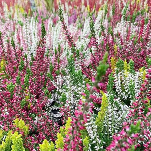 semillas de brezo - con lugares soleados de jardín rocas interior decoración sala estar exótico raro en primavera cama 100pcs