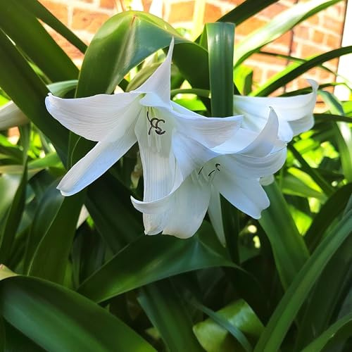 Blumenzwiebel - Raritäten : Crinum moorei ‘Album‘ - Weiße Buschhakenlilie/Weiße Hakenlilie 1 Zwiebel 16/18