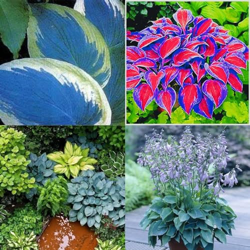 Hostas Bulbs for Planting UK Strong Plants That Grow Well Golden Jade Carving Feels Beautiful Garden Planting Perennial Now Greening Good for Containers-4Bulbs-greenJ