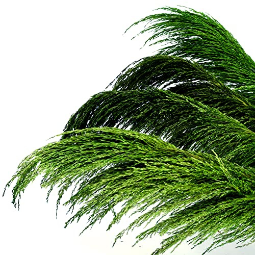Pampas Grass Decor Tall,Pampas Grandes Florales esponjosas,Flores de Plumas largas para arreglo de Boda Boho Sala de Estar (8 Piezas de 31/80cm, Verde)