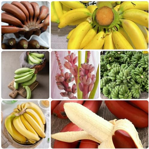 bananenbaum - bananen baumsamen gartendeko für draußen bananensamen topfpflanzen draußen winterhart blühend geschenke für gartenliebhaber obstbäume bonsai spalierobst 225samen