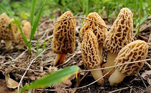 Mycélium de Morille Blonde Kit de culture champignons 15ml/50 ml Mushrooms (tube, 15ml)