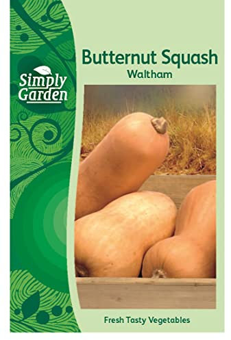 Butternut Squash Waltham Seeds Grow Your Own Fresh Vegetables