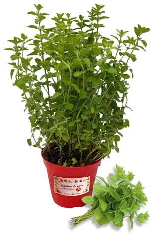 P. Piantine da Orto | Menta Spicata, Pianta in Vaso Diametro 14 cm, Pianta Pronta per il Trapianto, Pianta Vera da Esterno, Piantina Aromatica per Balcone o Terrazzo, Vivaio Italiano
