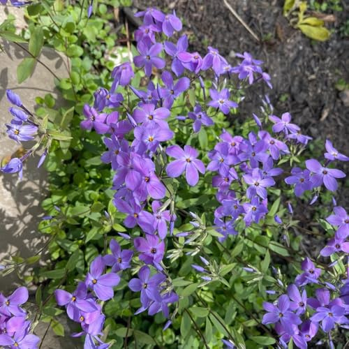 Semillas de Phlox de alfombra, resistentes de flox subulata, de balcón de jardín resistentes 400pcs