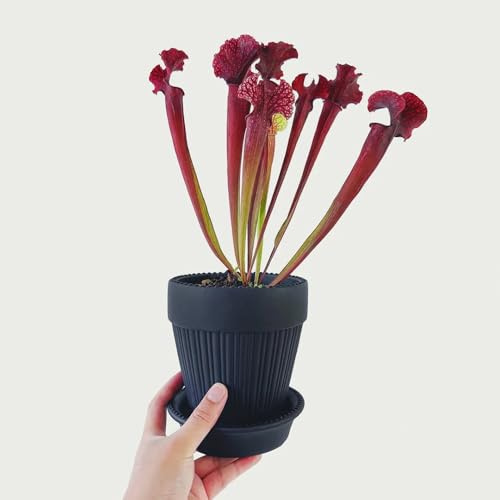 Sarracenia purpurea - winterharte für balkon winterharte für garten stauden winterhart mehrjährig immergrüne 20Samen