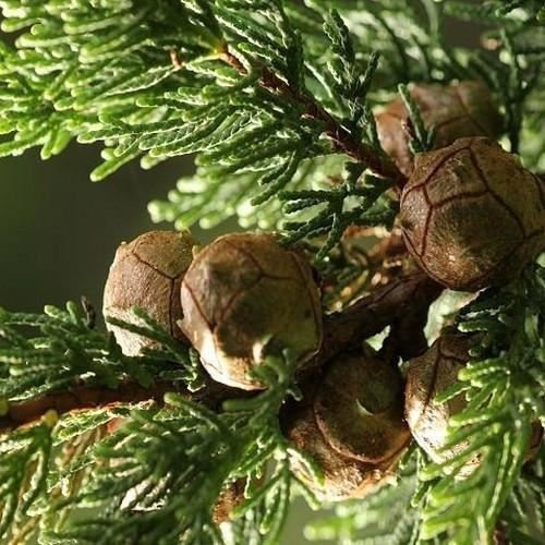 Monterey Cypress Seeds (Cupressus macrocarpa) 25 + Seeds:Seeds : Package Contains seeds