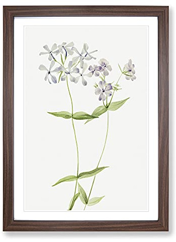 Blue Phlox by Mary Vaux Walcott Framed Print | A2 Walnut Framed Wall Art | Ready to Hang | Modern Nature Picture | Living Room Bedroom Lounge Office