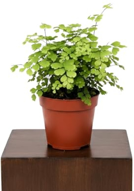 DECOALIVE Adiantum Raddianum Fragrans Helecho Culantrillo para Decoración Botánica Maceta 14 cm Altura 35 cm