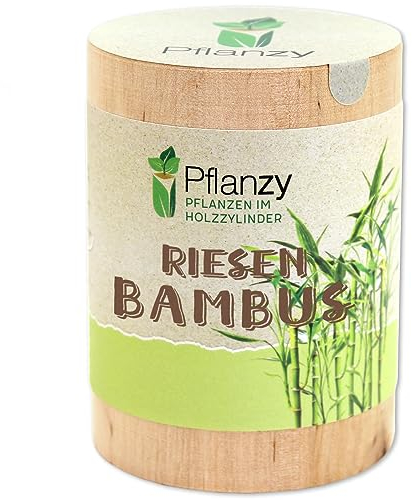 Feel Green Pflanzy Riesenbambus, Nachhaltige Geschenkidee (100% Eco Friendly), Grow Your Own/Anzuchtset, Pflanzen im Holzzylinder, Made in Austria, Holz