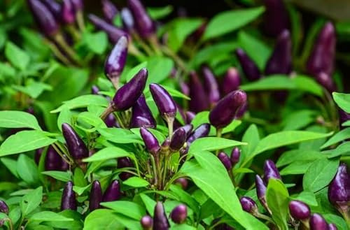 Semi Peperoncino Purple Viola – Piccantezza Media – Peperone piccante 150 Semi Non OGM – Peperoncini Ornamentali e Commestibili – Ideali per Vaso, Orto e Giardino – Coltivazione Facile