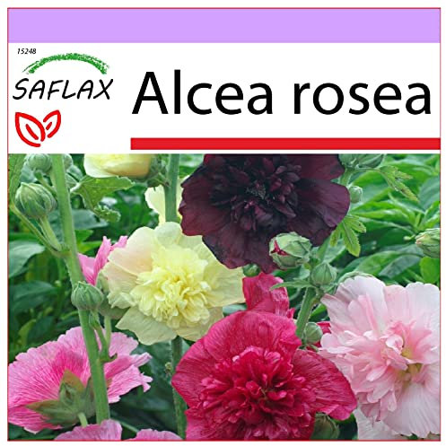 SAFLAX - Mezcla de malvarrosas - 100 semillas - Alcea rosea