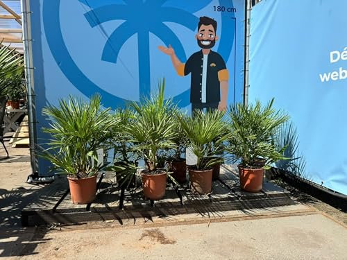 Chamaerops Humilis - Europäische Zwergpalme - Immergrüne winterharte Palme - 60 cm hoch inklusive Topf