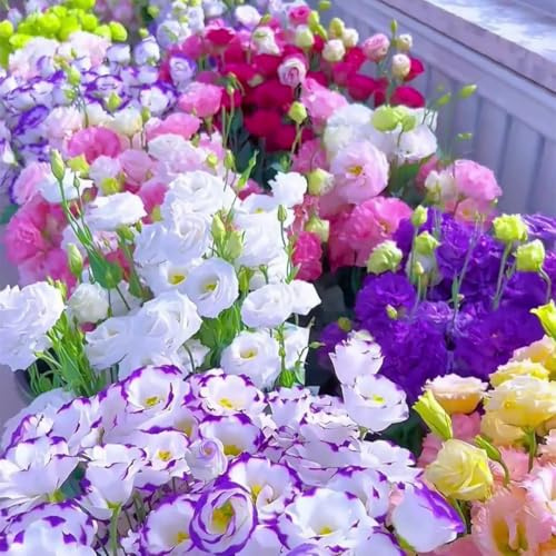 1000 semi di campanula di diversi colori, adatti per la semina in inverno,