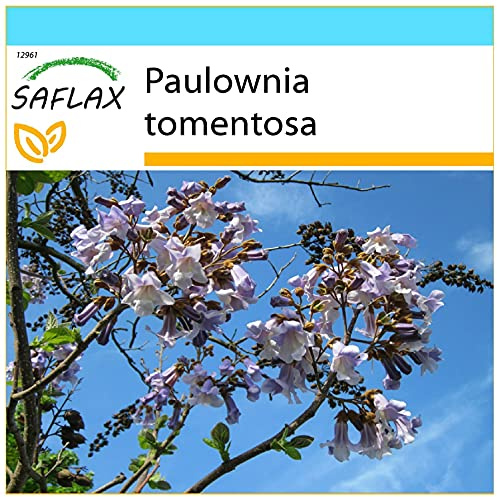 SAFLAX - Presentförpackning - Blåklockaträd - 200 Frön - Med presentförpackning, kort, etikett och pottsubstrat - Paulownia tomentosa