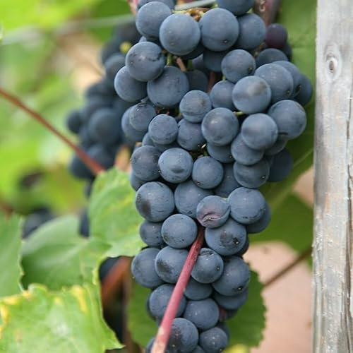 Plant Theory Black Grape Boskoop Glory Seedless Vine Fruit Bush Vitis Vinifera 2L Pot
