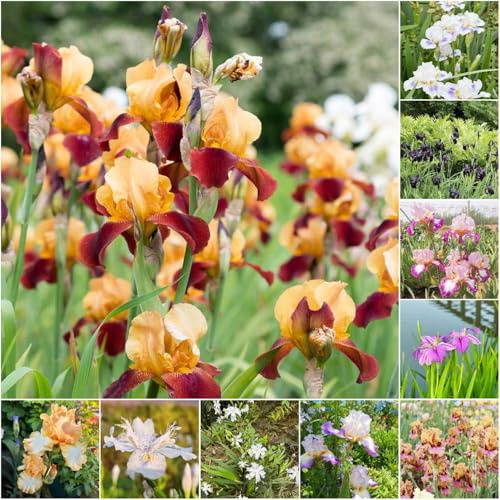 iris - bulbi prato esotici resistenti all'aperto per interni - Serie Rara balcone bonsái lirie giardino resistenti bulbi iris 7pcs