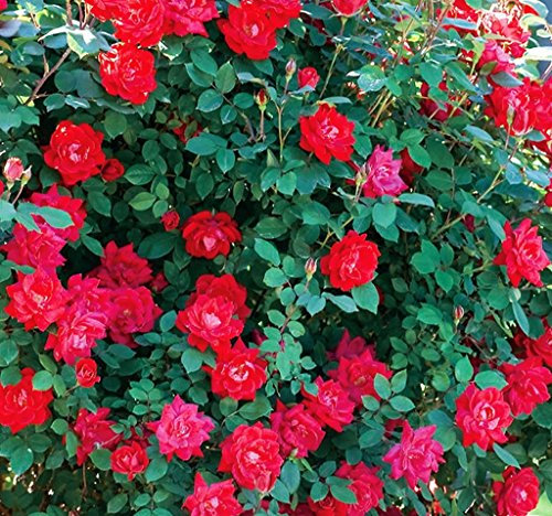 Arbusto roseto fiore da esterno ROSA 'DOUBLE KNOCK OUT'