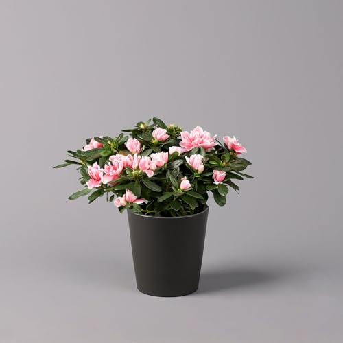 Azalee, rosa-weiß gefüllt im Keramiktopf Dallas anthrazit, Topf-Ø 12 cm
