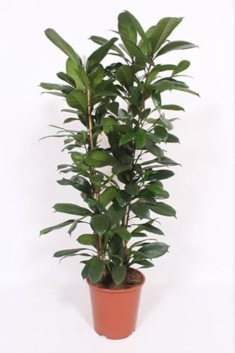 Feigenbaum – Ficus Cyathistipula – Zimmerpflanze – Ø27 cm 120 cm – Herzförmige Blätter – Rote Früchte – Pflegeleicht