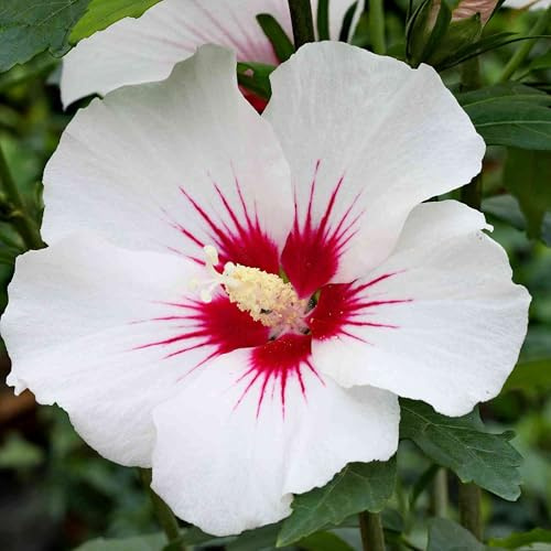 GARTEN SCHLÜTER® Hibiskus Garteneibisch - Hibiscus syriacus - 40-60 cm | Winterhart und mehrjährig - 1 Zierstrauch, Red Heart