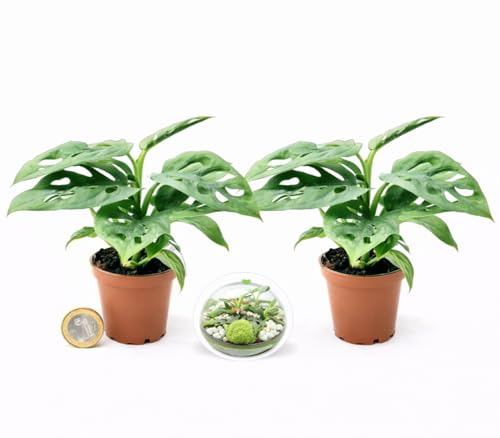 POWERS TO FLOWERS - PHILODENDRON OBLIQUA MINI, 2 PIANTE, IDEALE PER TERRARIUM, MONSTERA, pianta vera