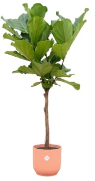 Ficus Lyrata Stamm einschließlich Vibes Fold Round rosa - 140-150cm - Ø30cm - Zimmerpflanze - Komplett-Set - Pflanze mit Topf