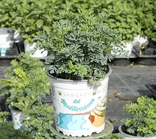 Planta de Ruda Hierba Natural Ruta Graveolens Planta Protectora con Mucho Poder